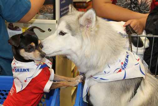 Idées d'événements en magasin pour les magasins d'animaux