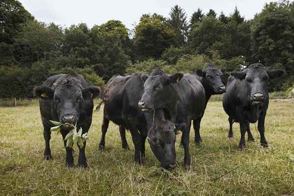 La production de bétail biologique est-elle plus humaine?