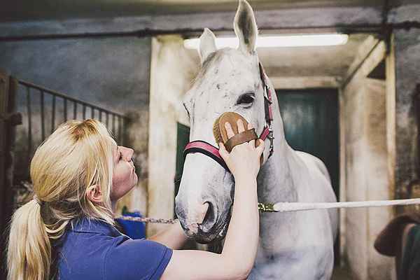 Apprenez à être un toiletteur à cheval