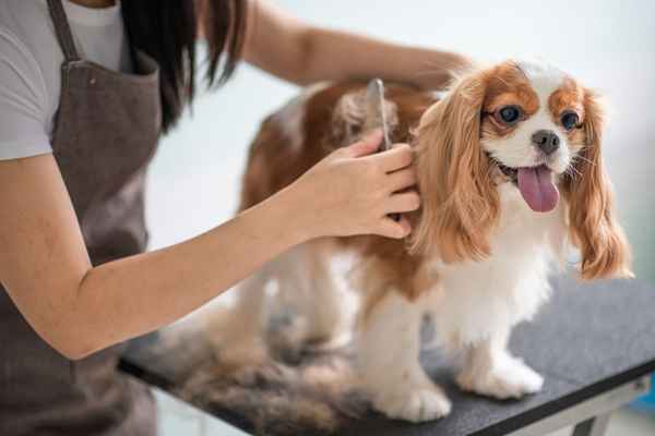 Erfahren Sie mehr über die professionelle Zertifizierung von Hunde Groomer