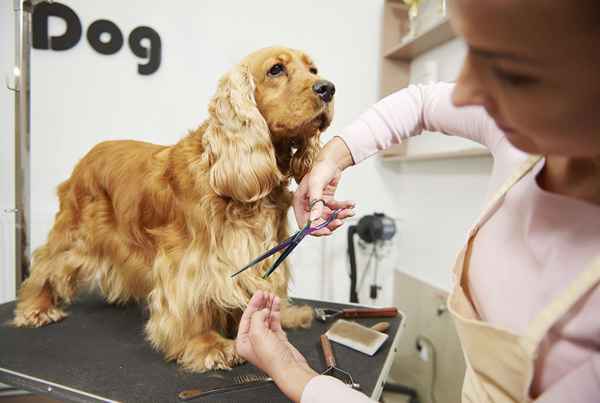 Apprenez à devenir un toiletteur pour animaux de compagnie