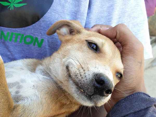 Aprenda a iniciar um resgate de animais