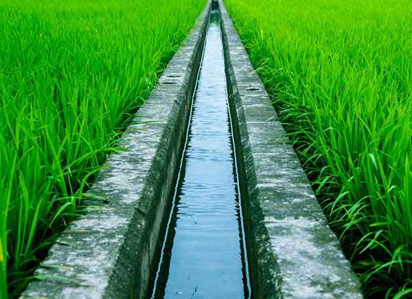 Sistemas de irrigação agrícola orgânica