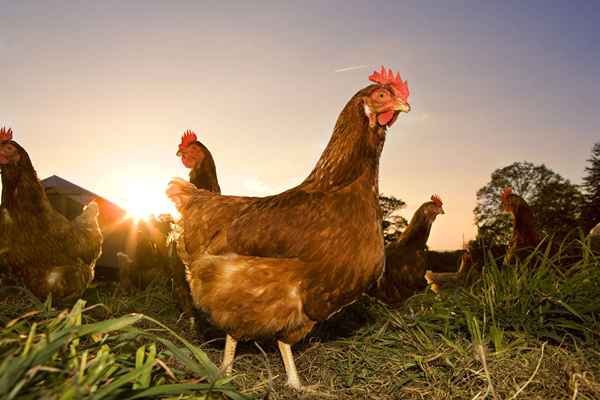 Descripción del trabajo de los agricultores de aves de corral