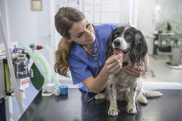 Vor-Veterinärpraktika für angehende Tierärzte