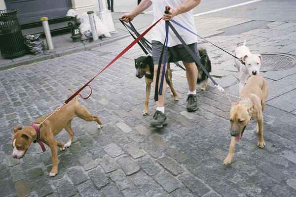 Pour les avantages et les inconvénients de démarrer une entreprise de sitting pour animaux de compagnie