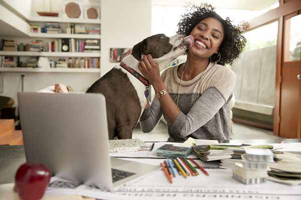 Démarrer une boutique d'animaux en ligne