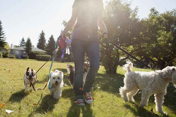 Empregos de verão trabalhando com animais