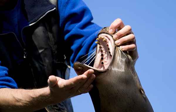 Os melhores empregos de animais marinhos