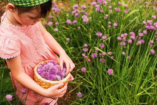 Le erbe più facili per crescere dal seme