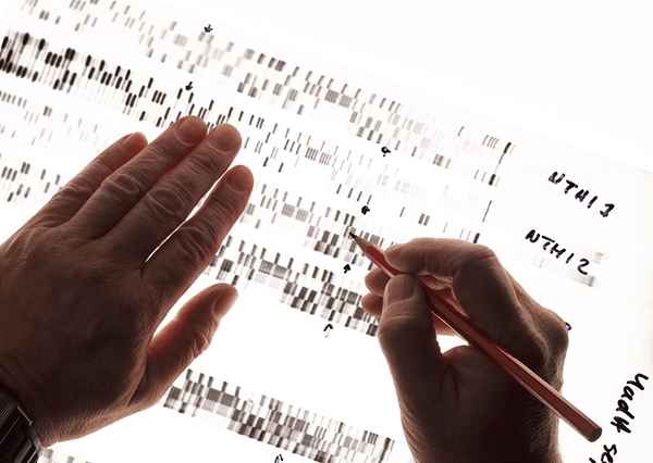 Jobben til en DNA -analytiker