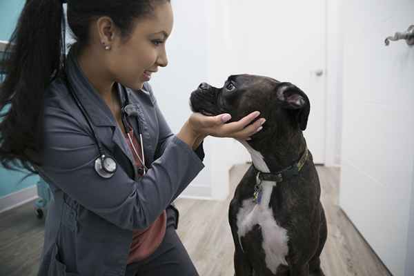 As 10 principais razões para se tornar um veterinário