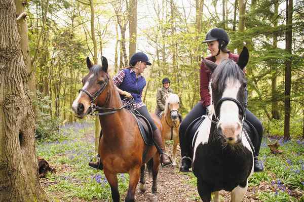 Therapeutische Zertifizierungsoptionen für Reitlehrer