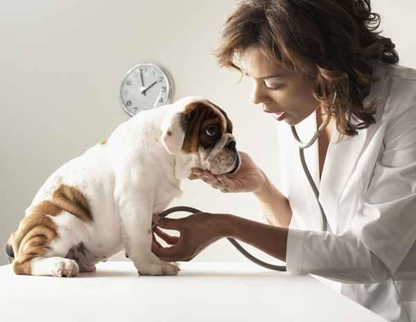 Cose che dovresti sapere sulla scuola veterinaria