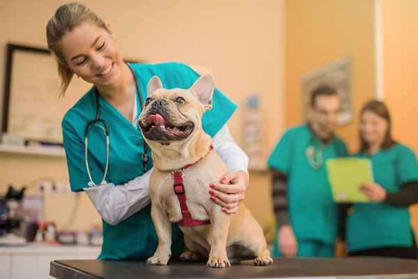 Dicas para se inscrever na escola veterinária