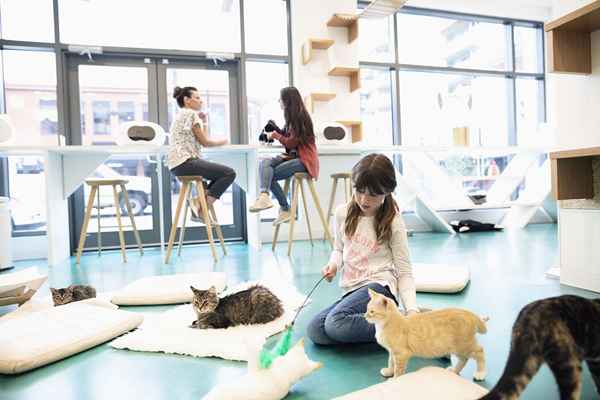 Dicas sobre como iniciar um café Cat Cafe