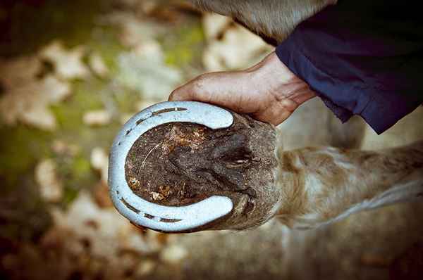 Carriere equine paganti