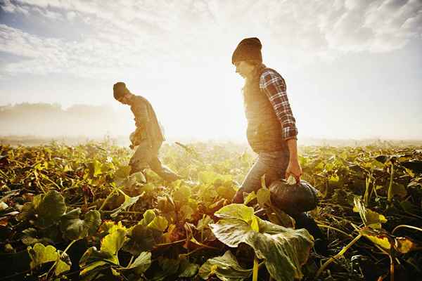 Las principales habilidades necesarias para el éxito de la agricultura orgánica