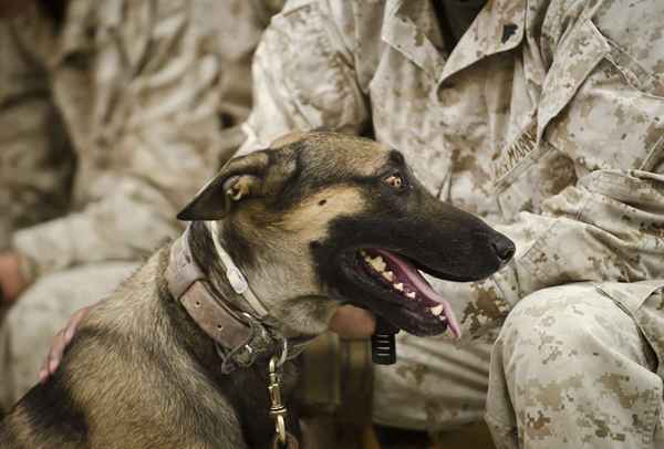 USMC Working Dog Handler Stellenbeschreibung (MOS 5812)