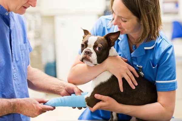 Salário do Especialista Veterinário