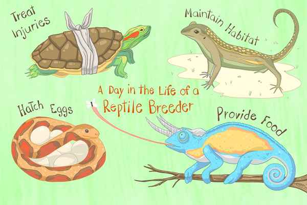 ¿Qué hacen los criadores de reptiles??