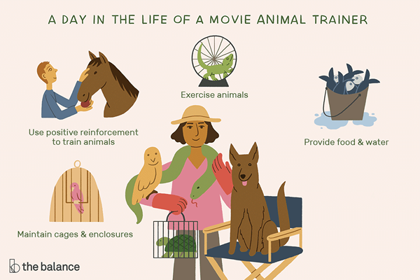 O que um cinema treinador de animais faz?