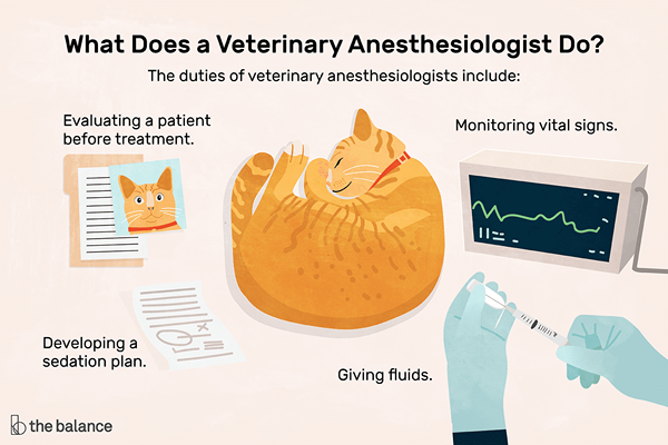 Was macht ein Veterinäranästhesist??