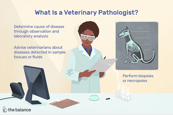 O que um patologista veterinário faz?