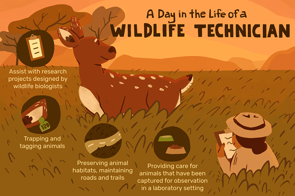 Cosa fa un tecnico della fauna selvatica?