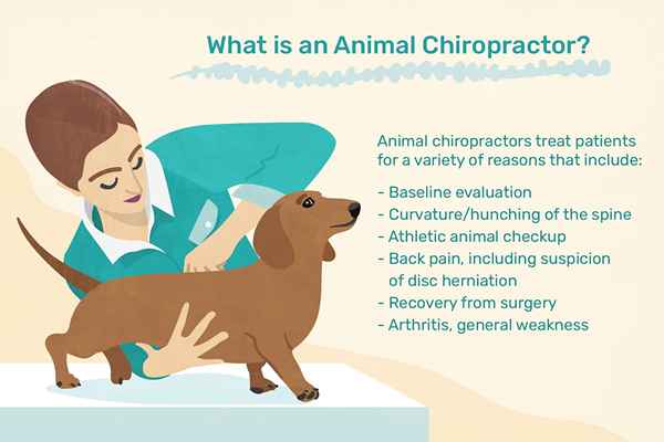 Cosa fa un chiropratico animale?