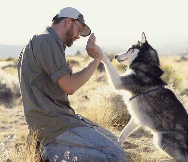 ¿Qué hace un entrenador de animales??