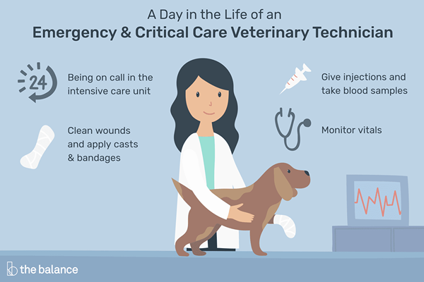 Was macht eine Tierarzttechnologie für Not- und Intensivpflege??