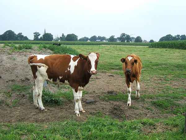 Pourquoi les agriculteurs devraient acheter une assurance bétail