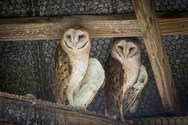 Allenamento per la riabilitazione della fauna selvatica