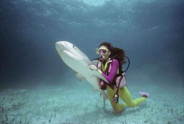 Directeur du zoo à des salaires de biologiste maritime carrières fauniques