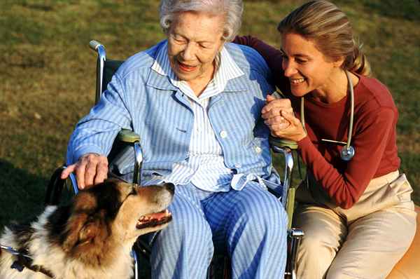 Certificação de terapia assistida por animais