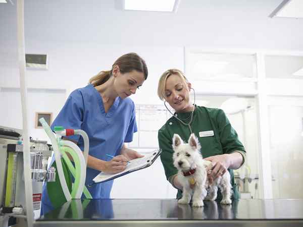 Fordelene med å bli veterinærteknisk spesialist