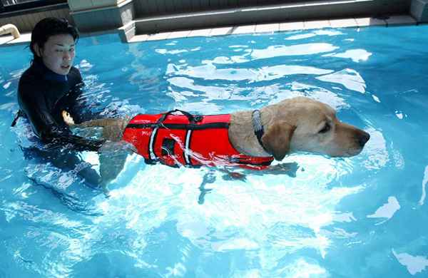 Terapeuta de rehabilitación canina