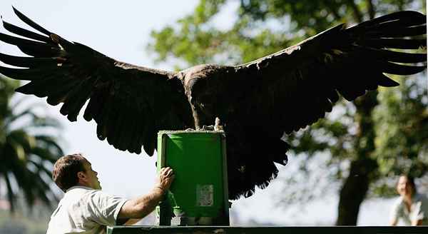 Explicando o placar chamado Condor no golfe