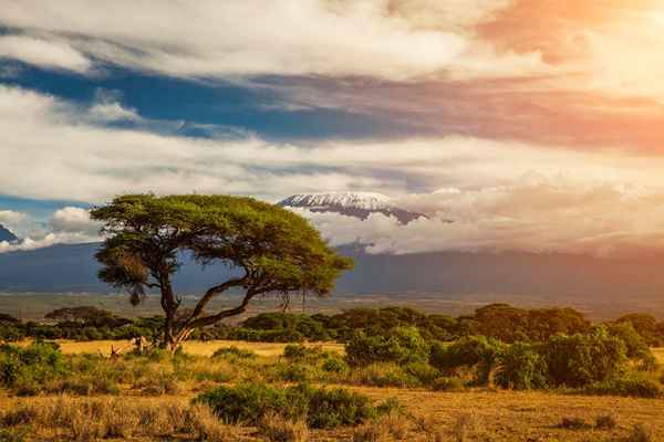 Hechos sobre Kilimanjaro, la montaña más alta de África