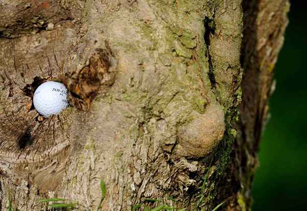 Reglas de golf Preguntas y respuestas sobre decisiones difíciles