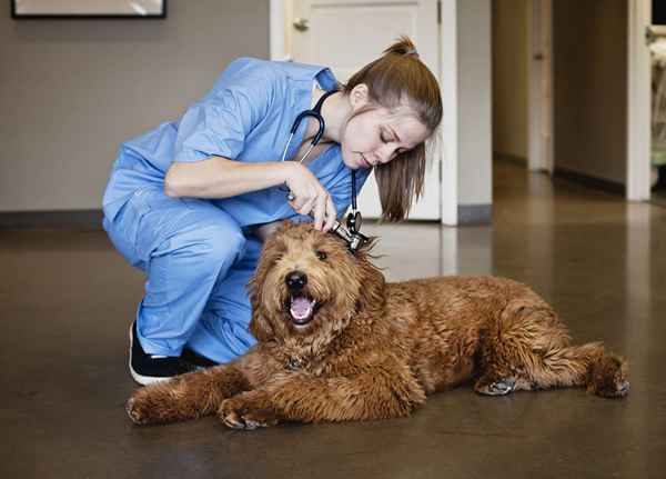 So finden Sie Veterinärstipendienmöglichkeiten