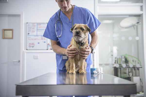 Hvordan få jobb på et veterinærkontor