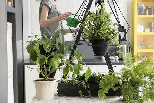 Como iniciar um negócio de cuidados de plantas internas