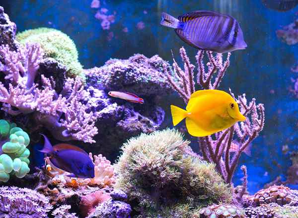 Démarrage d'une entreprise d'entretien aquarium