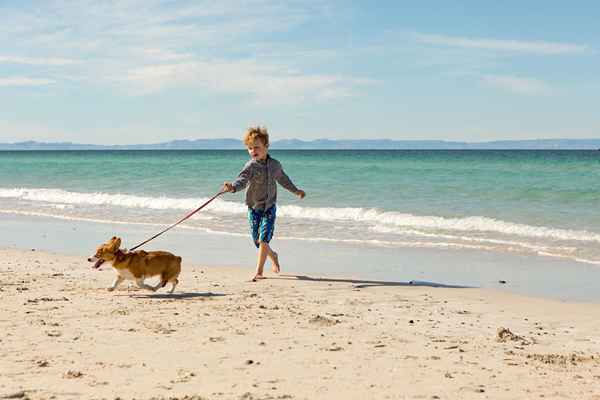 Los beneficios de los trabajos de caminar por perros para niños