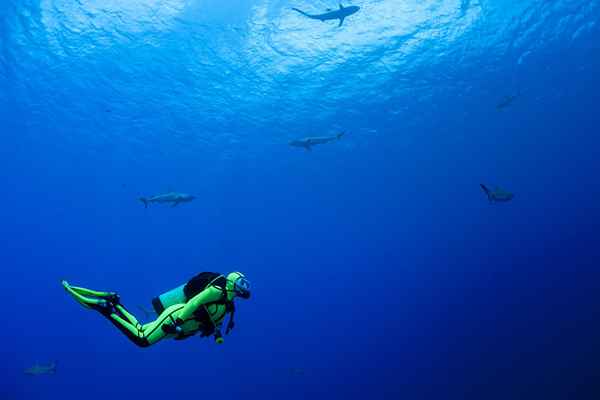 Les cinq parties de base d'un régulateur de plongée sous-marine