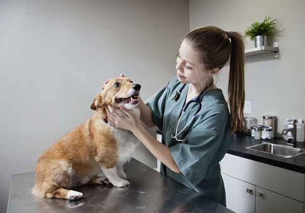 Veterinærrelaterte jobbsøkesider