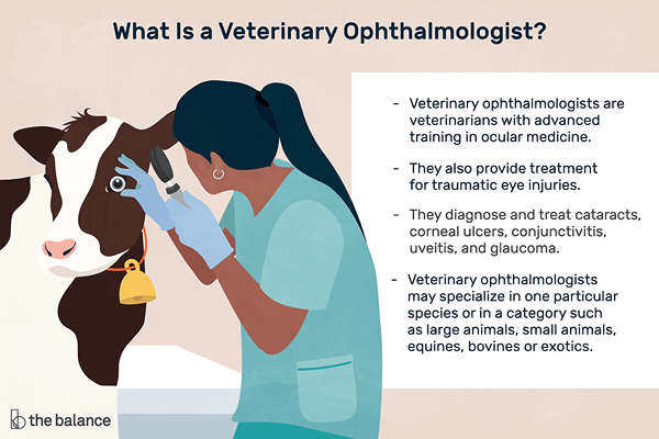 O que um oftalmologista veterinário faz?