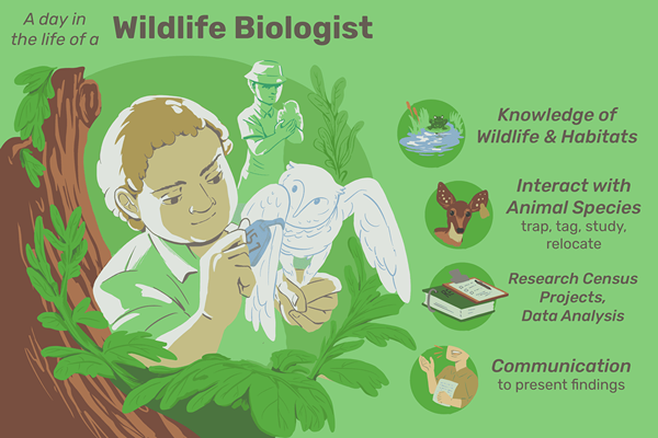 Cosa fa un biologo della fauna selvatica?